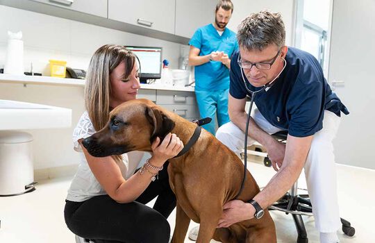 Tierärztlicher Notdienst