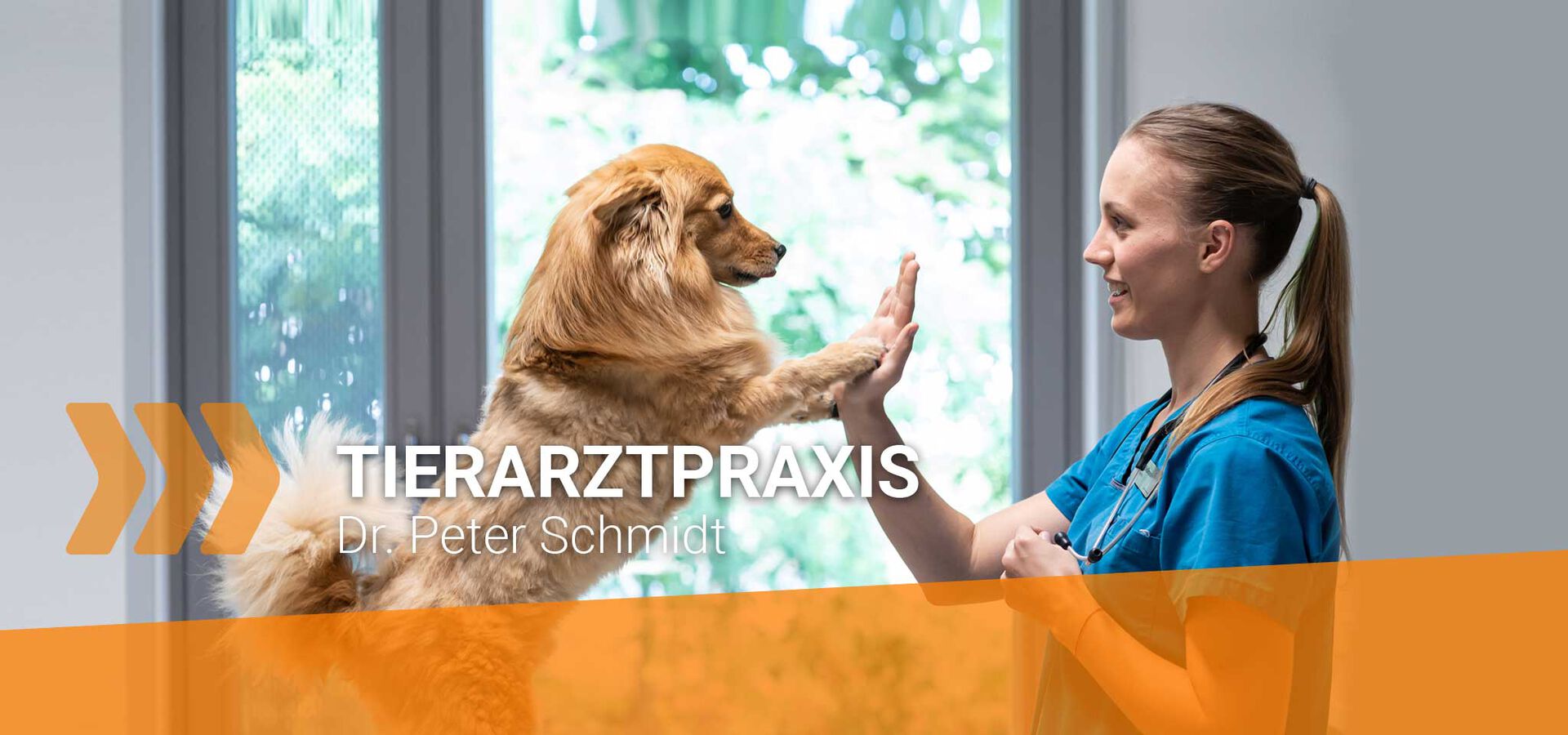 Hand hält die Pfote eines Hundes